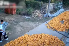 草率了！山东一男生放假回家，窃喜躲过收玉米，结果被撵出去干活图片