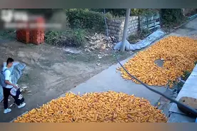 草率了！山东一男生放假回家，窃喜躲过收玉米，结果被撵出去干活图片