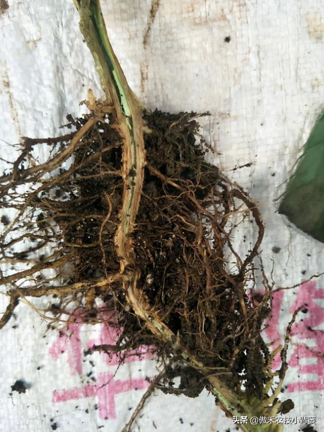 作物根系不良、长势差，使用哪种生根剂促根、缓苗、壮棵效果好？