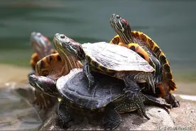 “巴西红耳龟”入侵中国，6个月就能繁殖，长江已经“失守”？图片