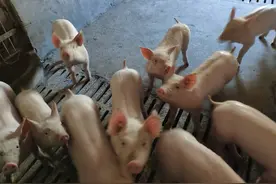 别再听疫苗公司的了，猪场这几种疫苗可不打，因有更好的防控方法图片