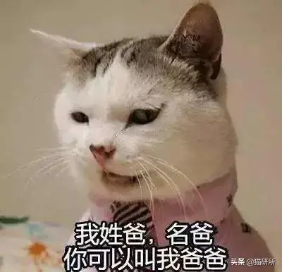 小猫名字有哪些（我们统计了1000只猫咪的名字）