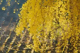 写给最爱的人：以后不再打扰了，只在心里爱你图片