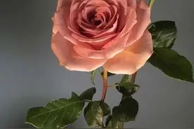 「晚安·好梦」我不要短暂的温存，只要你一世的陪伴图片