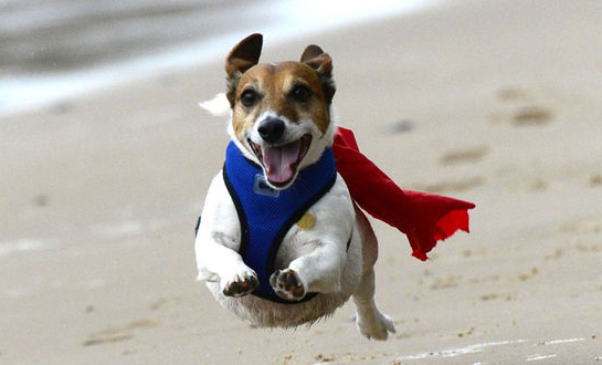 资深铲屎官都不一定知道的，“狗味”去除法