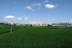 武汉最热的一天，带你去看华农的水稻试验田图片