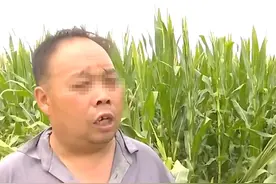 10多亩玉米连续2年被毁，村民彻夜蹲守抓到“凶手”，竟是同村人图片