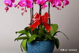 蝴蝶兰开败后，教你这样处理，年年都能绽放群兰图片