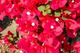 家里的花只长叶不开花？快速自制高磷“促花肥”，3天就能用图片