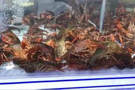 虾尾为啥比小龙虾便宜那么多，听完其中的猫腻，手里的虾尾不香了图片