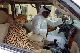 这些只有在迪拜才可能发生图片