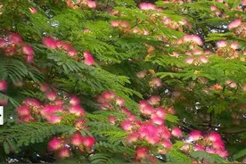 植物也需要睡眠吗？这些“贪睡”的植物你见过几种？图片