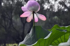 5天后，出现争吵，选择分手，毅然离去，绝不回头，此生绝不后悔图片