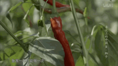 中国12大名酱，哪一款是你心目中的下饭酱王？