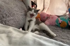 猫咪咬沙发怎么办？看看我对我家猫的解决方法，会让你收获满满图片