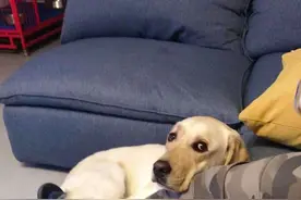 狗狗用下巴枕着主人腿上，除了想撒娇，还可能出于这些“诡计”图片