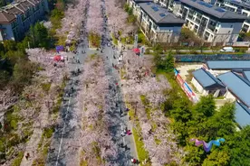 鉴真大道樱花绽放 春光烂漫迎客来图片