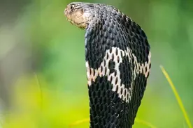 毒性力压“眼王”，毒量不弱“五步”，中国十大毒蛇之舟山眼镜蛇图片