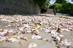 路边的野花不要采，可远观，而不可近玩焉图片