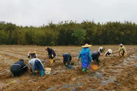 春种正当时！龙颈村民种的这个药材，听说煲汤好美味，你喝过吗？图片