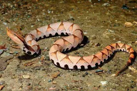 五步蛇有多恐怖：被五步蛇咬伤是什么体验？图片