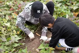 孙俪一家四口挖红薯，等等小花亲自动手不娇气，邓超比孩子还开心图片