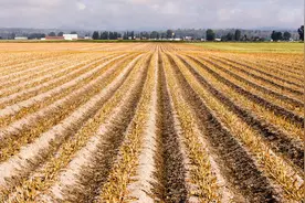 多地下发“粮补”，江苏一亩可领120元，3类人取消资格，你领多少图片