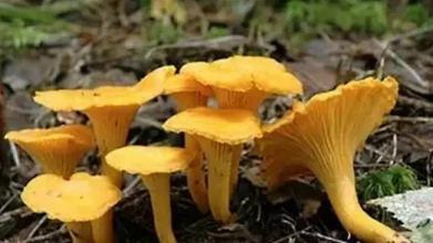 三十一种常见的菌类蘑菇图片