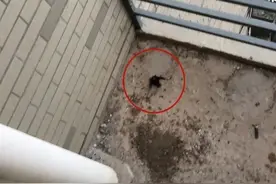 毛骨悚然！丽水一居民家飞进一群……离远点就对了图片