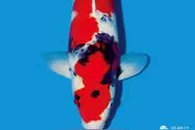 锦鲤频频充血的四大原因，我们来逐个击破！图片