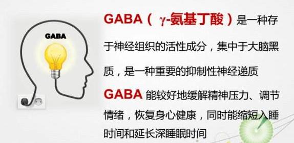 营养功能成分每日一讲：γ-氨基丁酸