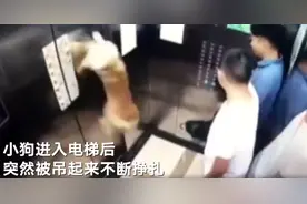 一小狗进小区电梯后牵引绳被夹遭吊起，幸有乘客及时搭救图片