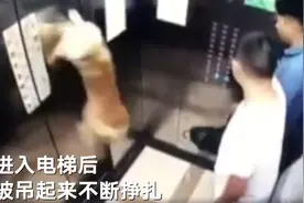 一小狗进小区电梯后牵引绳被夹遭吊起，幸有乘客及时搭救图片
