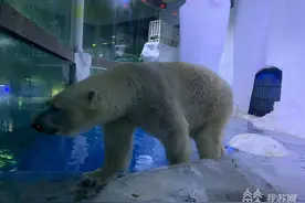 700斤的北极熊去西安“娶媳妇”百万保险与专家团队保驾护航图片