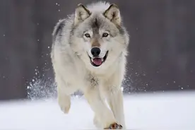 瘸腿狼的报复图片