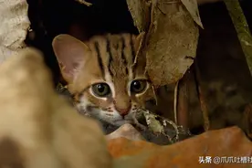 吸腻了家猫？来看看全世界最小的野猫吧图片