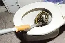 福建男子家中如厕时惊见马桶里窜出一条剧毒短尾蝮，被咬有多严重图片