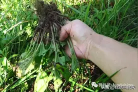 315武鸣沃柑，你有什么毒？图片