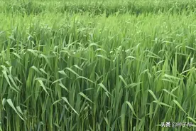 燕麦该怎么播种？能当饲草吗？如何收获利用，种植效益如何？图片