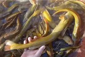 正在消失的4种“河鲜”，20年前特别多，如今想吃难买到正宗货图片