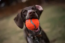 有些狗不适合家养图片