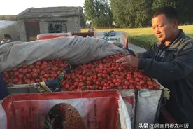 滑县慈周镇：小番茄卖到俄罗斯，全镇8000多户农户种植蔬菜，年均收入可达10万元图片
