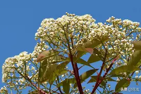 石楠花——花中污王，红绿相映，宜城市绿化，可吸附有害气体图片