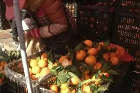 又到了吃柑橘、橙子的季节，价格便宜不少，销量却不容乐观图片