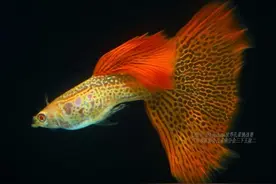 别人养的孔雀鱼4个月都能繁殖了，而我养的6个月了，还这么小啊？图片