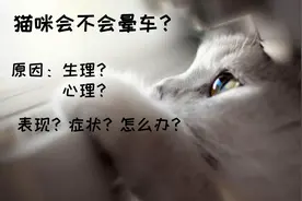 托运中的猫咪会晕车吗？一文带你了解猫咪对运动和空间的感知图片