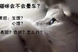托运中的猫咪会晕车吗？一文带你了解猫咪对运动和空间的感知图片