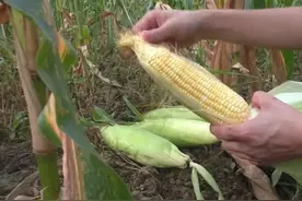 玉米树上结的黑乎乎的玉米，看到不要扔了，是天然黑松露价值高图片
