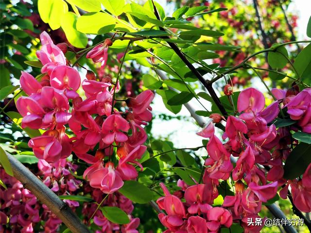 一年一度槐花开，紫槐更比洋槐美，宛如紫葡挂满枝