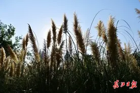 蒲苇韧如丝，摇曳秋日最生姿丨图集图片